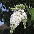 PLANT IN A BOX - Arbre à papillons - Set de 6 - Buddleja davidii - Hauteur 25-40cm - ⌀9cm - vignette