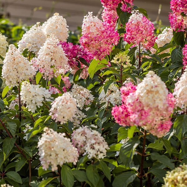 PLANT IN A BOX - Hortensia - Set de 3 - Hortensia paniculata - Hauteur 25-35cm - ⌀9cm - large