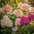 PLANT IN A BOX - Hortensia - Set de 3 - Hortensia paniculata - Hauteur 25-35cm - ⌀9cm - vignette