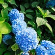 PLANT IN A BOX - Hortensia - Set de 3 - Hydrangea macrophylla 'Early Blue' - H25-40cm - ⌀9cm - vignette