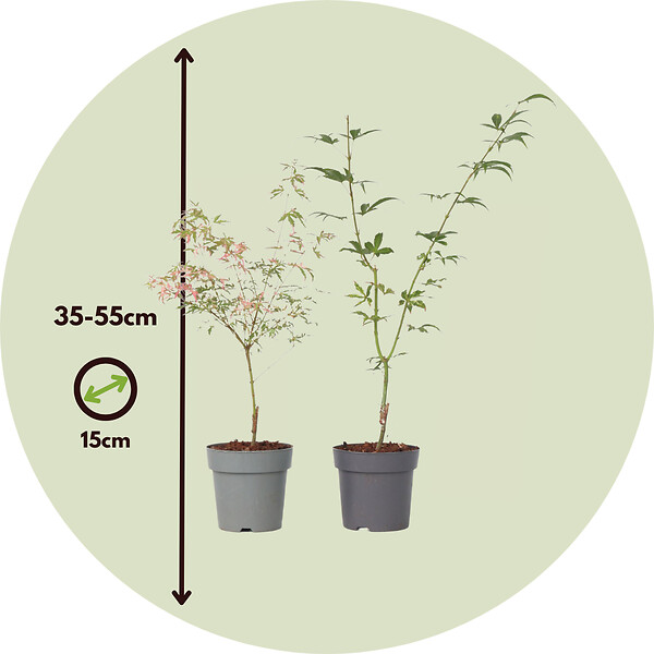 PLANT IN A BOX - Érable du Japon - Set de 2 - Acer 'Ukigumo', Acer 'Taylor' - H35-55cm - ⌀15cm - large