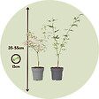 PLANT IN A BOX - Érable du Japon - Set de 2 - Acer 'Ukigumo', Acer 'Taylor' - H35-55cm - ⌀15cm - vignette