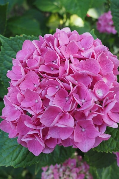 PLANT IN A BOX - Hortensia - Set de 6 - Hydrangea macrophylla 'Early Pink' - H25-40cm - ⌀9cm - large
