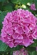 PLANT IN A BOX - Hortensia - Set de 6 - Hydrangea macrophylla 'Early Pink' - H25-40cm - ⌀9cm - vignette