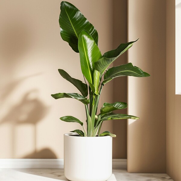 PLANT IN A BOX - Oiseau de paradis - Set de 6 - Strelitzia reginea - Hauteur 25-40cm - ⌀9cm - large