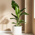PLANT IN A BOX - Oiseau de paradis - Set de 6 - Strelitzia reginea - Hauteur 25-40cm - ⌀9cm - vignette