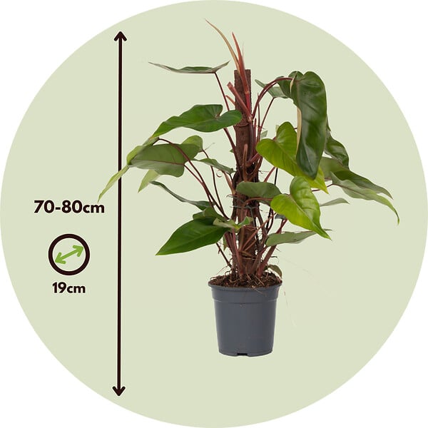 PLANT IN A BOX - Plante verte - Philodendron Red Emerald Kratiste - Hauteur 70-80cm - ⌀19cm - large