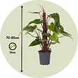 PLANT IN A BOX - Plante verte - Philodendron Red Emerald Kratiste - Hauteur 70-80cm - ⌀19cm - vignette