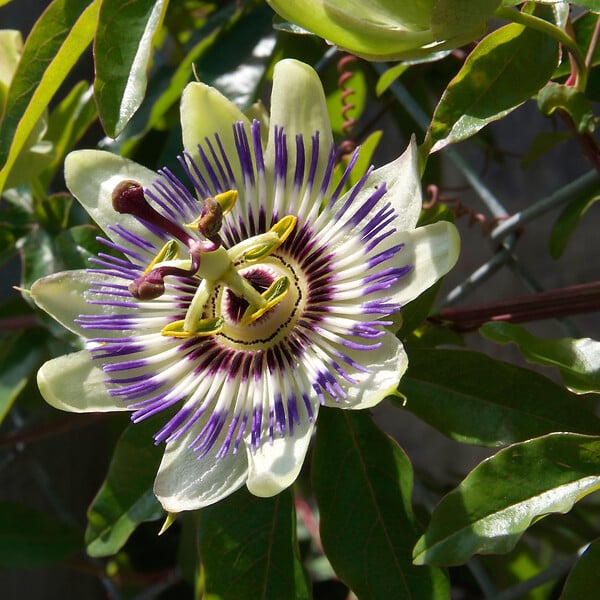 PLANT IN A BOX - Passiflore - Set de 6 - Passiflora edulis 'Frederick' - Hauteur 25-40cm - ⌀9cm - large