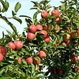 PLANT IN A BOX - Pommier - Set de 3 - Malus - Hauteur 60-70cm - ⌀9cm - vignette
