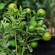 PLANT IN A BOX - Citronnier - Set de 3 - Citrus aurantifolia - Hauteur 25-40cm - ⌀9cm - vignette