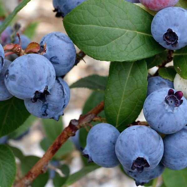 PLANT IN A BOX - Myrtille - Set de 6 - Vaccinium corymbosum 'Sunshine Blue' - H25-40cm - ⌀9cm - large