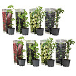 PLANT IN A BOX - Mélange de baies - Set de 8 - Rubus, rubrum, Uva, Fructosus - H25-40cm - ⌀9cm - vignette