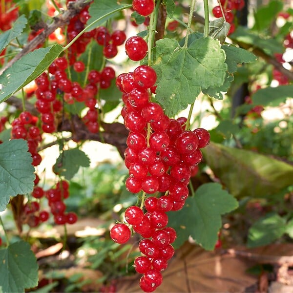 PLANT IN A BOX - Mélange de baies - Set de 4 - Rubus, rubrum, Uva, Fructosus - H25-40cm - ⌀9cm - large