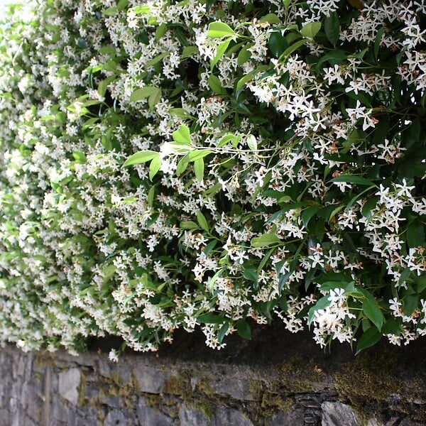 PLANT IN A BOX - Jasmin étoilé - Set de 3 - Trachelospermum jasminoides - Hauteur 25-40cm - ⌀9cm - large