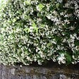 PLANT IN A BOX - Jasmin étoilé - Set de 3 - Trachelospermum jasminoides - Hauteur 25-40cm - ⌀9cm - vignette