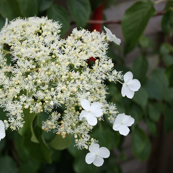 PLANT IN A BOX - Hortensia grimpant - Set de 6 - Hydrangea anomale petiolaris - H25-40cm - ⌀9cm - large