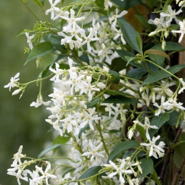 PLANT IN A BOX - Jasmin étoilé - Set de 6 - Trachelospermum jasminoides - Hauteur 25-40cm - ⌀9cm - large