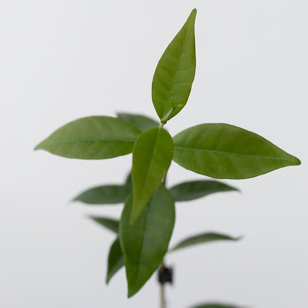 PLANT IN A BOX - Jasmin étoilé - Set de 6 - Trachelospermum jasminoides - Hauteur 25-40cm - ⌀9cm - large