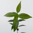 PLANT IN A BOX - Jasmin étoilé - Set de 6 - Trachelospermum jasminoides - Hauteur 25-40cm - ⌀9cm - vignette