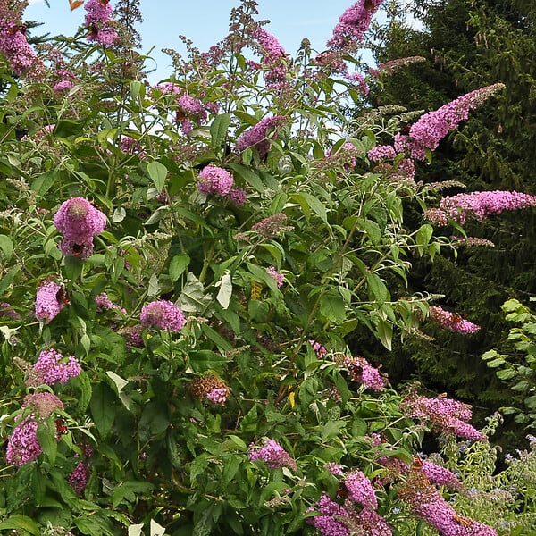 PLANT IN A BOX - Arbre à papillons - Set de 3 - Buddleja davidii 'Pink Delight' - H25-40cm - ⌀9cm - large
