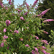 PLANT IN A BOX - Arbre à papillons - Set de 3 - Buddleja davidii 'Pink Delight' - H25-40cm - ⌀9cm - vignette