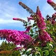 PLANT IN A BOX - Arbre à papillons - Set de 3 - Buddleja davidii 'Pink Delight' - H25-40cm - ⌀9cm - vignette