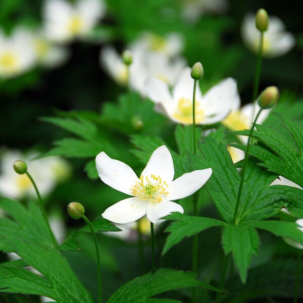 PLANT IN A BOX - Rose de Noël - Set de 3 - Helleborus niger 'Mont Blanc' - H20-30cm - ⌀12cm - large