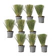 PLANT IN A BOX - Herbe aux plumes - Set de 9 - Stipa tenuifolia 'Pony Tails' - H20-30cm - ⌀9cm - vignette