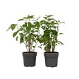 PLANT IN A BOX - Hortensia - Set de 2 - Hydrangea 'Strong Annabelle' - Hauteur 30-40cm - ⌀19cm - vignette