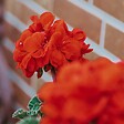 PLANT IN A BOX - Cyclamen de Perse - Set de 6 - Cyclamen 'Winfall Scarlet' - H10-20cm - ⌀9cm - vignette