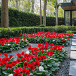 PLANT IN A BOX - Cyclamen de Perse - Set de 3 - Cyclamen 'Winfall Scarlet' - H10-20cm - ⌀9cm - vignette