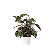PLANT IN A BOX - Calathée - Calathea Lietzei 'White Fusion' - Hauteur 30-40cm - ⌀14cm - vignette