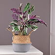PLANT IN A BOX - Calathée - Calathea Lietzei 'White Fusion' - Hauteur 30-40cm - ⌀14cm - vignette