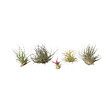 PLANT IN A BOX - Plante aérienne - Set de 5 - Tillandsia - Hauteur 5-15cm - ⌀5cm - vignette