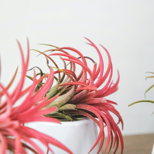 PLANT IN A BOX - Plante aérienne - Set de 5 - Tillandsia - Hauteur 5-15cm - ⌀5cm - large