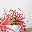 PLANT IN A BOX - Plante aérienne - Set de 5 - Tillandsia - Hauteur 5-15cm - ⌀5cm - vignette