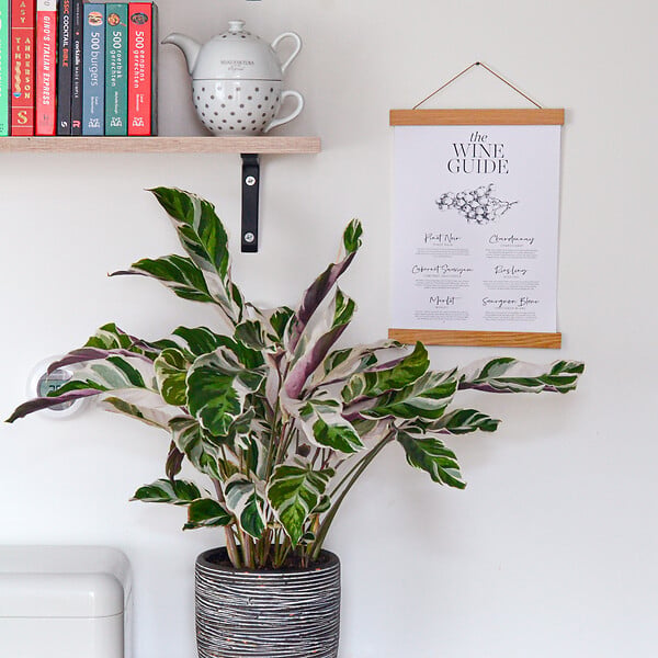 PLANT IN A BOX - Calathée - Set de 2 - Calathea Lietzei 'White Fusion' - Hauteur 30-40cm - ⌀14cm - large