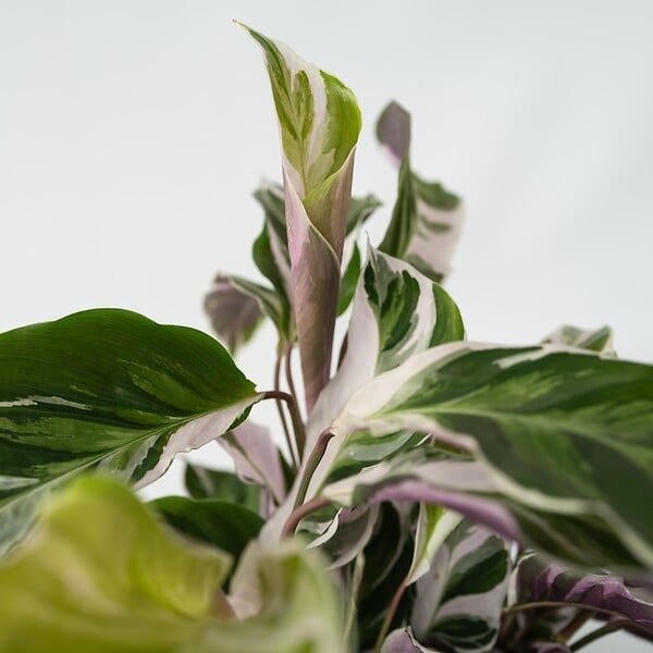 PLANT IN A BOX - Calathée - Set de 2 - Calathea Lietzei 'White Fusion' - Hauteur 30-40cm - ⌀14cm - large