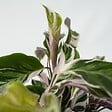 PLANT IN A BOX - Calathée - Set de 2 - Calathea Lietzei 'White Fusion' - Hauteur 30-40cm - ⌀14cm - vignette
