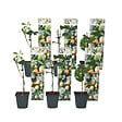 PLANT IN A BOX - Passiflore - Set de 6 - Passiflora edulis 'Frederick' - Hauteur 25-40cm - ⌀9cm - vignette