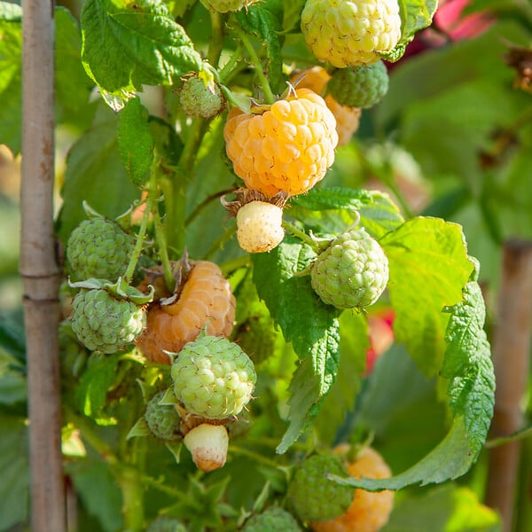 PLANT IN A BOX - Framboisier - Set de 6 - Rubus idaeus 'Fallgold' - Hauteur 25-40cm - ⌀9cm - large