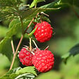 PLANT IN A BOX - Framboisier - Set de 6 - Rubus ideaus 'Autumn Bliss' - Hauteur 25-40cm - ⌀9cm - vignette