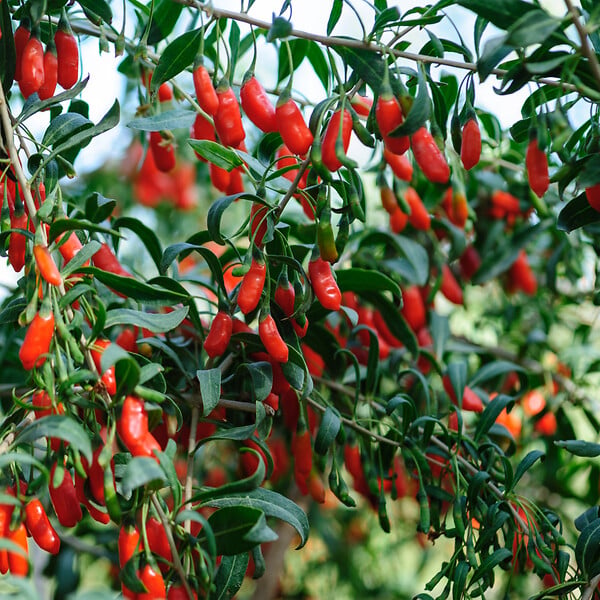 PLANT IN A BOX - Baie de Goji - Set de 3 - Lycium barbarum - Hauteur 25-40cm - ⌀9cm - large