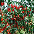 PLANT IN A BOX - Baie de Goji - Set de 3 - Lycium barbarum - Hauteur 25-40cm - ⌀9cm - vignette