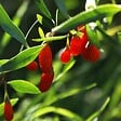 PLANT IN A BOX - Baie de Goji - Set de 3 - Lycium barbarum - Hauteur 25-40cm - ⌀9cm - vignette
