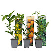 PLANT IN A BOX - Mélange de citrons - Set de 3 - Citrus limon - Hauteur 25-40cm - ⌀9cm - vignette