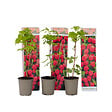 PLANT IN A BOX - Framboisier - Set de 3 - Rubus ideaus 'Autumn Bliss' - Hauteur 25-40cm - ⌀9cm - vignette