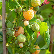 PLANT IN A BOX - Framboisier - Set de 3 - Rubus idaeus 'Fallgold' - Hauteur 25-40cm - ⌀9cm - vignette