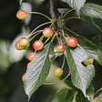 PLANT IN A BOX - Mélange d'arbres fruitiers - Set de 8 - Malus, Pryus, Prunus - H60-70cm - ⌀9cm - vignette